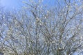 BRUSSELS, Belgium - march 21, 2023: A plum tree is in bloom as spring arrives