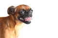 Brussels Griffon