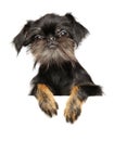 Brussels Griffon on a white background