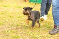 Brussels Griffon dog close-up