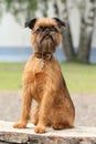 Brussels Griffon dog portrait on wooden bench Royalty Free Stock Photo