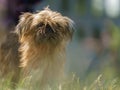 Brussels griffon among grasses, blurred background, beautiful colors Royalty Free Stock Photo