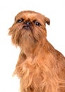 Brussels Griffon portrait Royalty Free Stock Photo