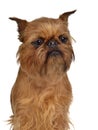 Brussels Griffon portrait Royalty Free Stock Photo
