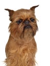 Brussels Griffon portrait