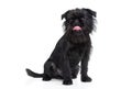 Brussels griffon portrait Royalty Free Stock Photo