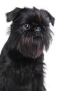 Brussels griffon portrait Royalty Free Stock Photo
