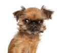 Brussels Griffon puppy on a white