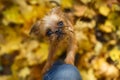 Brussels Griffon puppy for a walk Royalty Free Stock Photo