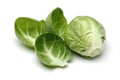 Brussels Sprout Royalty Free Stock Photo