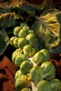 Brussels Sprout Brassica oleracea