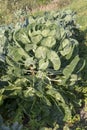 The Brussels sprout cabbage plant growing in organic permaculture garden