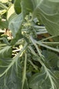 The Brussels sprout cabbage plant growing in organic permaculture garden