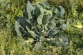 The Brussels sprout cabbage plant growing in organic permaculture garden Royalty Free Stock Photo