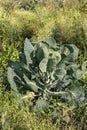 The Brussels sprout cabbage plant growing in organic permaculture garden