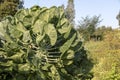 The Brussels sprout cabbage plant growing in organic permaculture garden