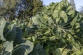 The Brussels sprout cabbage plant growing in organic permaculture garden