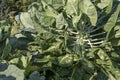 The Brussels sprout cabbage plant growing in organic permaculture garden