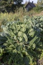 The Brussels sprout cabbage plant growing in organic permaculture garden Royalty Free Stock Photo