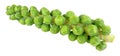 Brussels Sprout Stalks Royalty Free Stock Photo