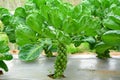 Brussels sprout vegetable in the farm Royalty Free Stock Photo