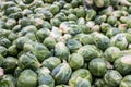 Brussels sprouts background. Farmer Market Royalty Free Stock Photo