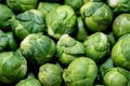 Brussels sprouts Brassica oleracea Royalty Free Stock Photo