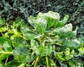 Brussels sprouts Brassica oleracea Royalty Free Stock Photo