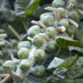 Brussels sprouts Brassica oleracea on stalk at farmers market Royalty Free Stock Photo