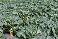 Brussels sprouts cabbage in a plantation plot Royalty Free Stock Photo