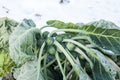 Brussels sprouts on field covered snow Royalty Free Stock Photo