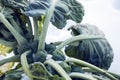 Brussels sprouts on field covered snow Royalty Free Stock Photo