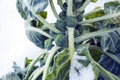 Brussels sprouts on field covered snow Royalty Free Stock Photo