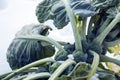 Brussels sprouts on field covered snow Royalty Free Stock Photo