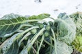 Brussels sprouts on field covered snow Royalty Free Stock Photo