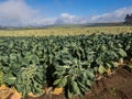 Brussels Sprouts in the field Royalty Free Stock Photo