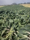 Brussels Sprouts in the field Royalty Free Stock Photo