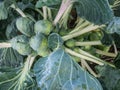 Brussels Sprouts in the field Royalty Free Stock Photo