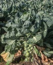 Brussels Sprouts in the field Royalty Free Stock Photo