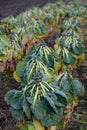 Brussels sprouts field Royalty Free Stock Photo