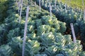 Brussels sprouts field Royalty Free Stock Photo