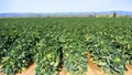 Brussels sprouts in the field, Ventura, CA Royalty Free Stock Photo