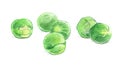 Brussels sprouts. Graphic drawing with colored pencils. Isolated on white background