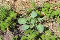 Brussels sprouts grow among leaf parsley. Vegetables in a bed covered with straw Royalty Free Stock Photo