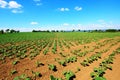 Brussels sprouts growing