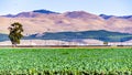 Brussels sprouts growing on a field; Citrus Orchard visible on the hills in the background; Santa Barbara county, California Royalty Free Stock Photo