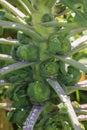 Brussels sprouts growing on a plant