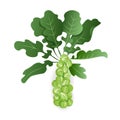 Brussels Sprouts With Leaves On White Background, Isolated. Organic Raw Cabbage. Cruciferous Vegetable Vector