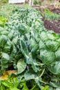 Brussels sprouts plant at cultivation field Royalty Free Stock Photo