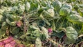 Brussels sprouts plants close up on the field Royalty Free Stock Photo